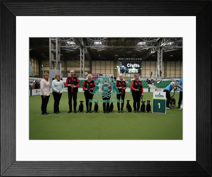 Framed Print : Obreedience winner MRU Manchester Terriers