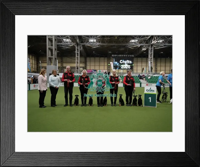 Framed Print : Obreedience winner MRU Manchester Terriers