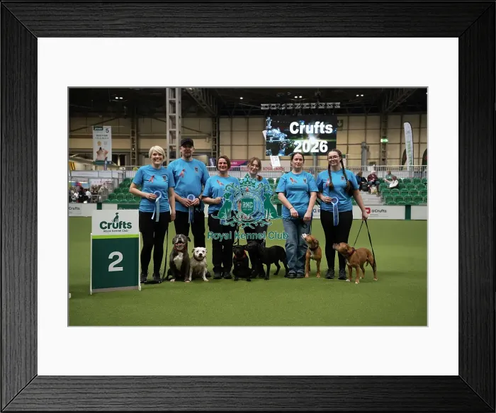 Framed Print : Second place obreedience Super Staffords Framed Print : Second place obreedience Super Staffords
