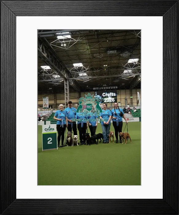 Framed Print : Second place obreedience Super Staffords Framed Print : Second place obreedience Super Staffords