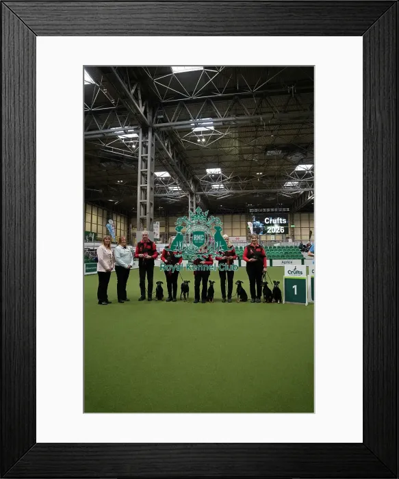 Framed Print : Obreedience winner MRU Manchester Terriers
