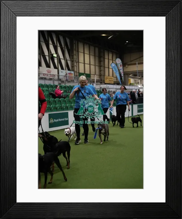 Framed Print : Second place obreedience Super Staffords Framed Print : Second place obreedience Super Staffords