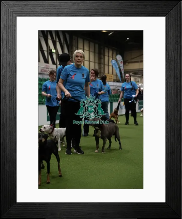 Framed Print : Second place obreedience Super Staffords Framed Print : Second place obreedience Super Staffords