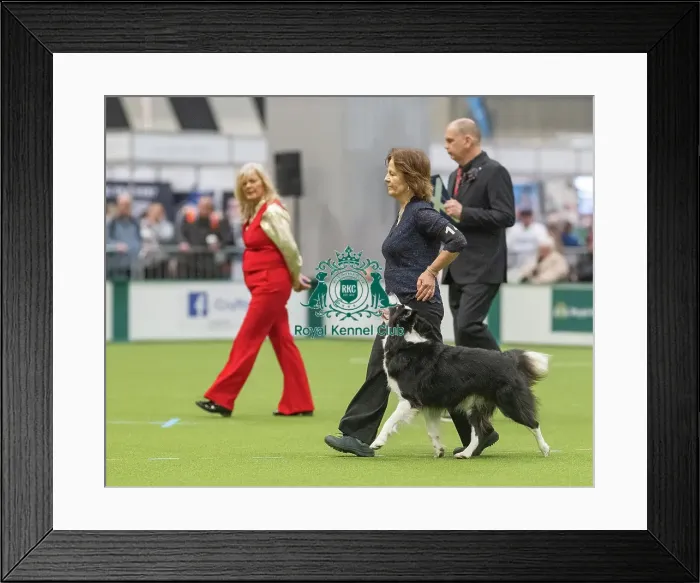 Framed Print : Championship Dog Obedience - 2nd Place, Crufts 2026 Championship Dog Obedience - 2nd Place, Crufts 2026