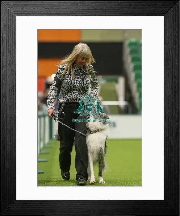 Framed Print : Championship Dog Obedience - 1st Place, Crufts 2026 Championship Dog Obedience - 1st Place, Crufts 2026