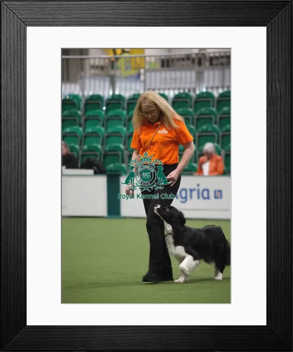Framed Print : Inter Regional Obedience Competition - Novice Class, Crufts 2026 Inter Regional Obedience Competition - Novice Class, Crufts 2026 Framed Print : Inter Regional Obedience Competition - Novice Class, Crufts 2026 Inter Regional Obedience Competition - Novice Class, Crufts 2026