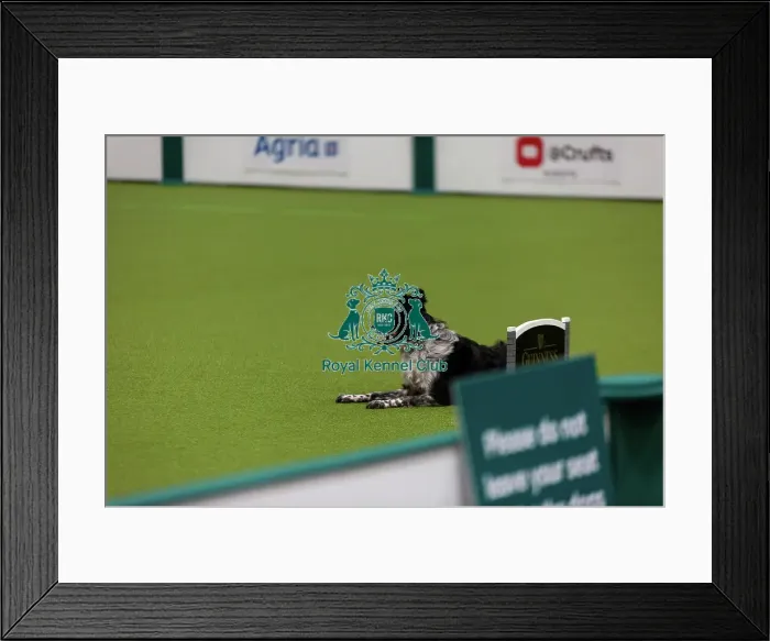 Framed Print : Obedience Championship (Bitches) - Crufts 2026 Obedience Championship (Bitches) - Crufts 2026