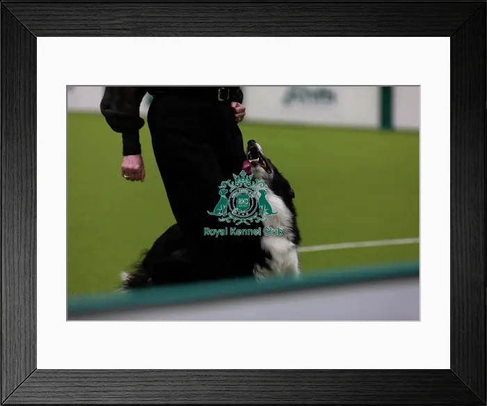 Framed Print : Obedience Championship (Bitches) - Crufts 2026 Obedience Championship (Bitches) - Crufts 2026