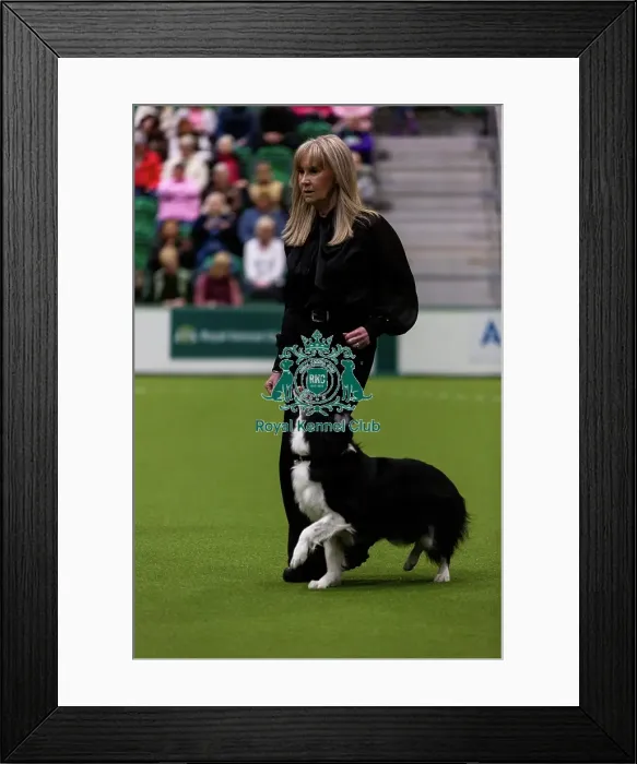 Framed Print : Obedience Championship (Bitches) - Crufts 2026 Obedience Championship (Bitches) - Crufts 2026