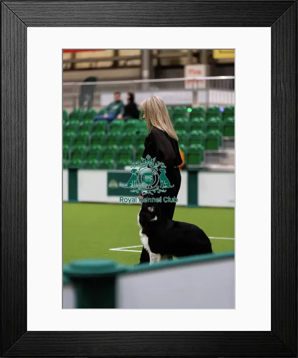 Framed Print : Obedience Championship (Bitches) - Crufts 2026 Obedience Championship (Bitches) - Crufts 2026