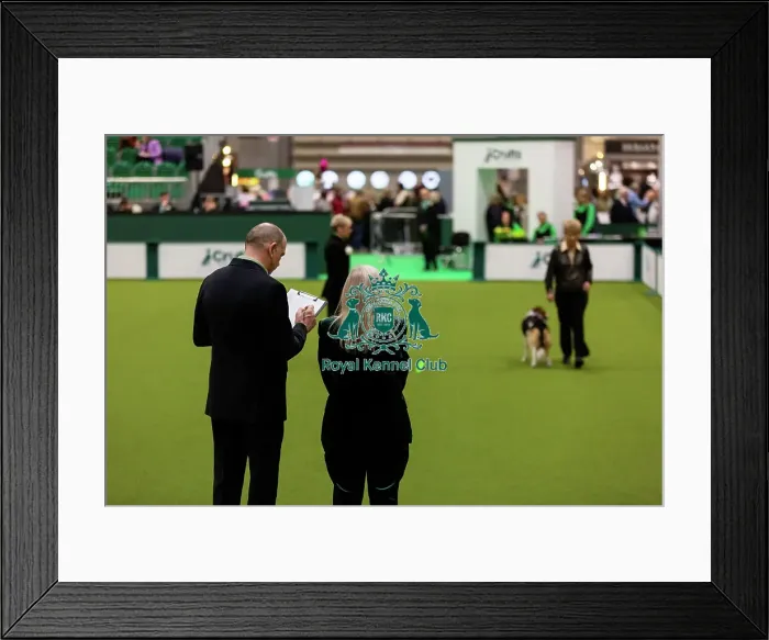 Framed Print : Obedience Championship (Bitches) - Crufts 2026 Obedience Championship (Bitches) - Crufts 2026