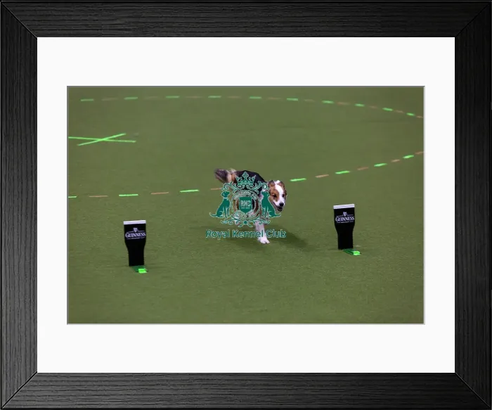 Framed Print : Obedience Championships (Bitches) - Crufts 2026 Framed Print : Obedience Championships (Bitches) - Crufts 2026