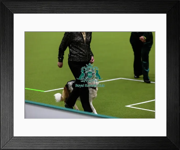 Framed Print : Obedience Championships (Bitches) - Crufts 2026 Framed Print : Obedience Championships (Bitches) - Crufts 2026