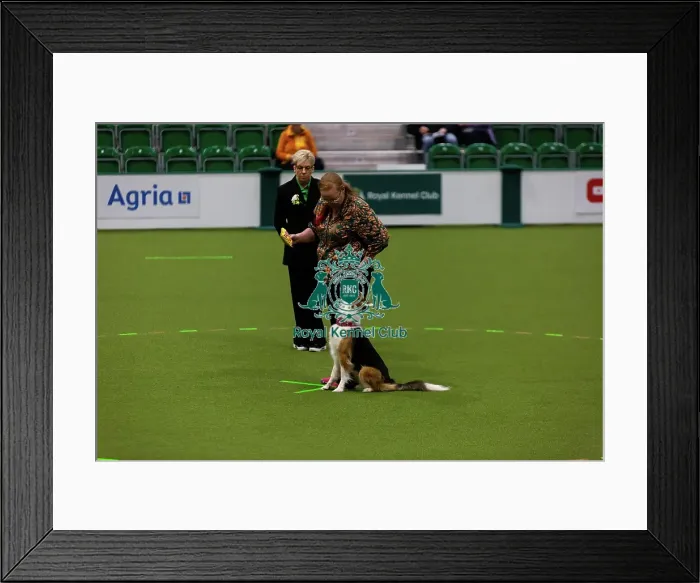 Framed Print : Obedience Championships (Bitches) - Crufts 2026 Framed Print : Obedience Championships (Bitches) - Crufts 2026