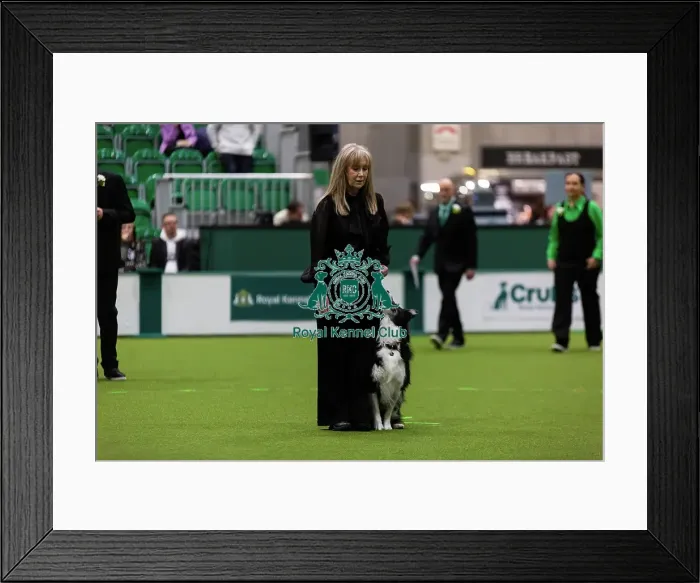Framed Print : Obedience Championships (Bitches) - Crufts 2026 Framed Print : Obedience Championships (Bitches) - Crufts 2026