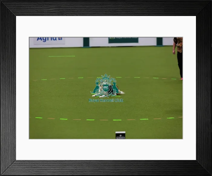 Framed Print : Obedience Championships (Bitches) - Crufts 2026 Framed Print : Obedience Championships (Bitches) - Crufts 2026
