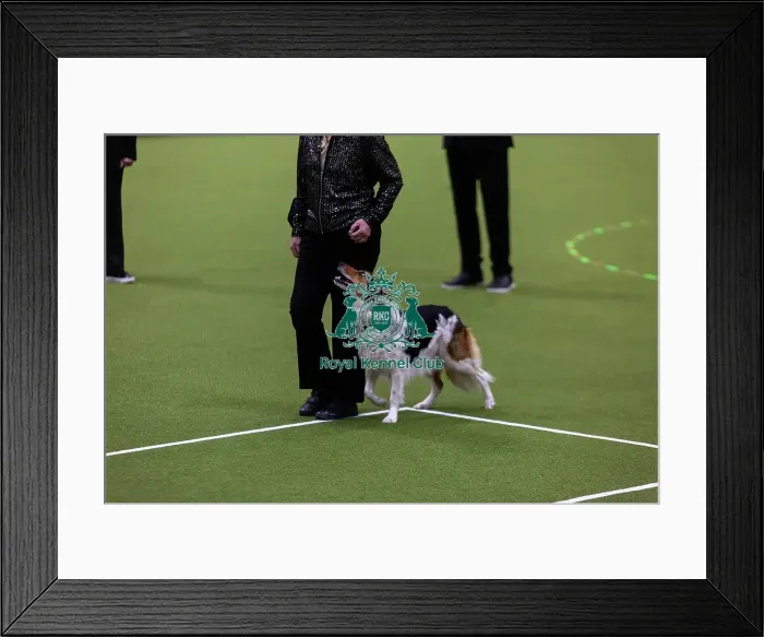 Framed Print : Obedience Championships (Bitches) - Crufts 2026 Framed Print : Obedience Championships (Bitches) - Crufts 2026