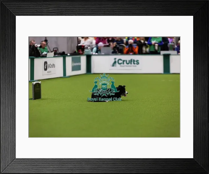 Framed Print : Obedience Championships (Bitches) - Crufts 2026 Framed Print : Obedience Championships (Bitches) - Crufts 2026
