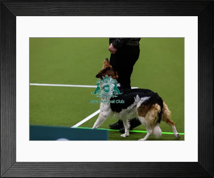 Framed Print : Obedience Championships (Bitches) - Crufts 2026 Framed Print : Obedience Championships (Bitches) - Crufts 2026