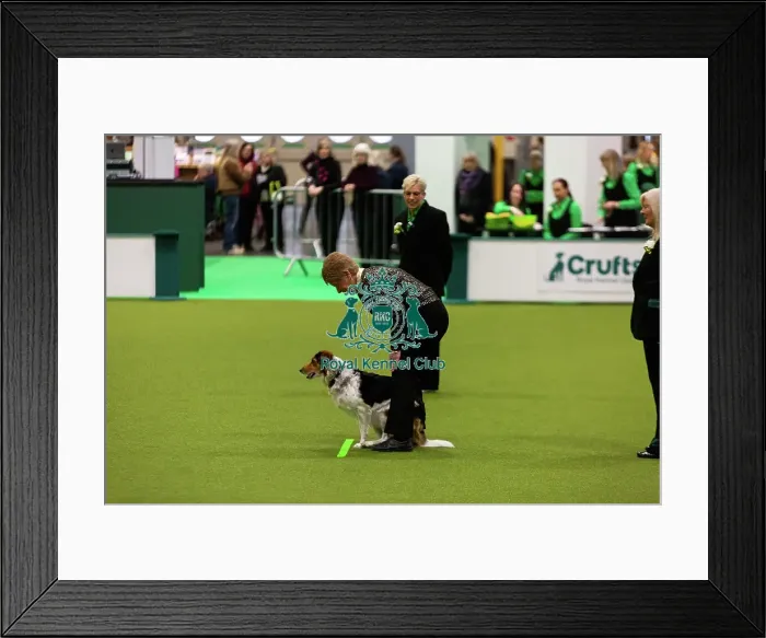 Framed Print : Obedience Championships (Bitches) - Crufts 2026 Framed Print : Obedience Championships (Bitches) - Crufts 2026