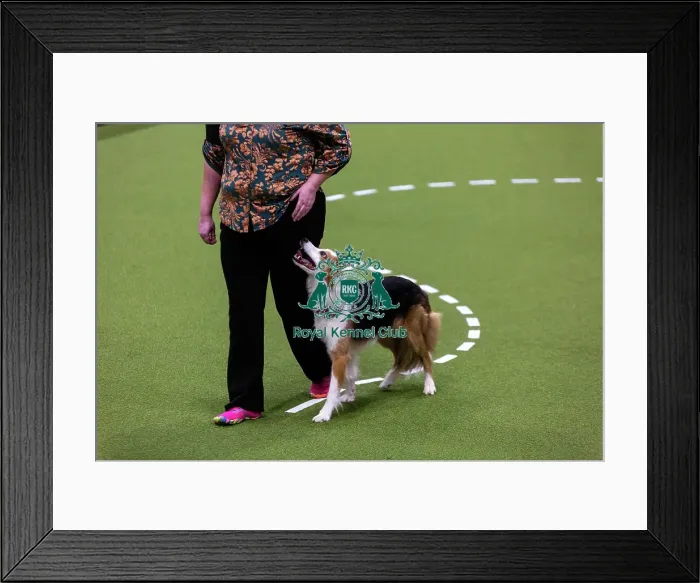 Framed Print : Obedience Championships (Bitches) - Crufts 2026 Framed Print : Obedience Championships (Bitches) - Crufts 2026