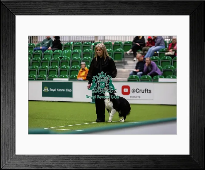 Framed Print : Obedience Championships (Bitches) - Crufts 2026 Framed Print : Obedience Championships (Bitches) - Crufts 2026
