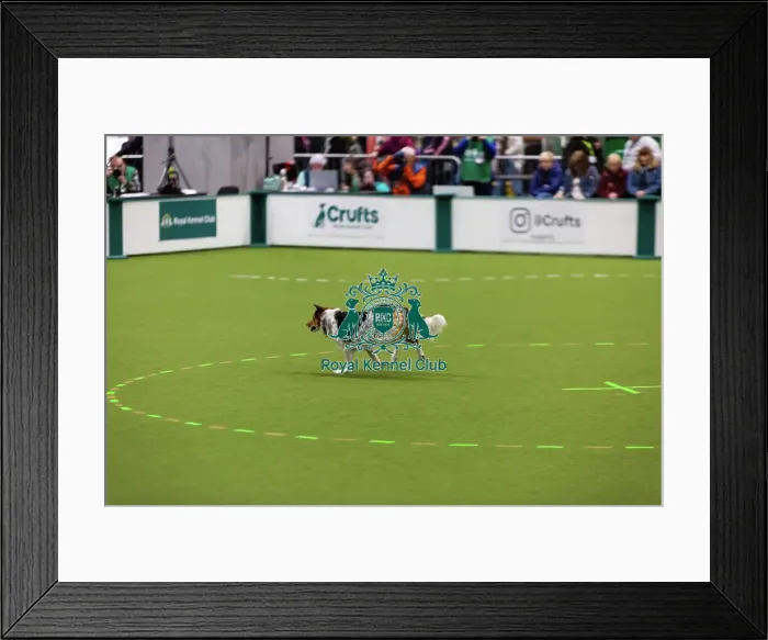 Framed Print : Obedience Championships (Bitches) - Crufts 2026 Framed Print : Obedience Championships (Bitches) - Crufts 2026