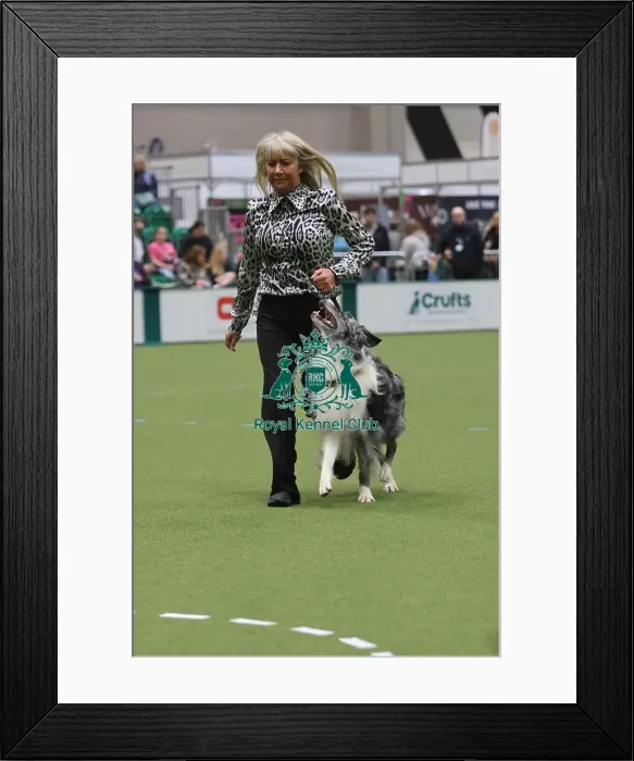 Framed Print : Dog Obedience Championship Winner - Crufts 2026 Dog Obedience Championship Winner - Crufts 2026