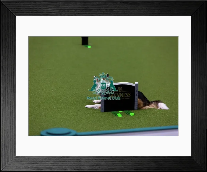 Framed Print : Obedience Championships (Bitches) - Crufts 2026 Framed Print : Obedience Championships (Bitches) - Crufts 2026