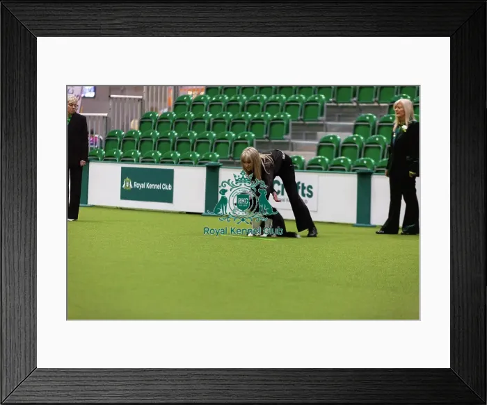 Framed Print : Obedience Championships (Bitches) - Crufts 2026 Framed Print : Obedience Championships (Bitches) - Crufts 2026