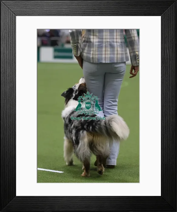 Framed Print : Obedience Bitch Championships 2026 Framed Print : Obedience Bitch Championships 2026
