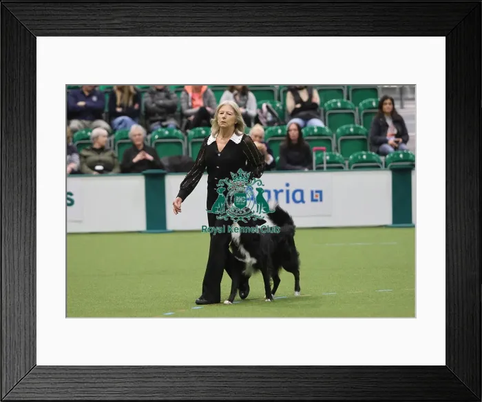 Framed Print : Crufts Obedience Dog Championships - Crufts 2026 Crufts Obedience Dog Championships - Crufts 2026
