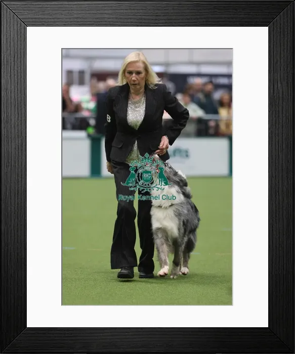 Framed Print : Dog Obedience Championship Competitor - Crufts 2026 Dog Obedience Championship Competitor - Crufts 2026