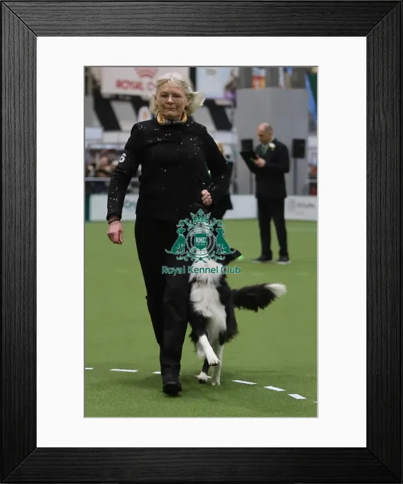 Framed Print : Crufts Obedience Bitch Championship winner Framed Print : Crufts Obedience Bitch Championship winner