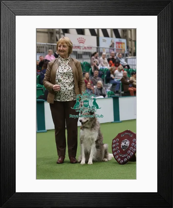 Framed Print : DTW Obedience Award Winner - Crufts 2026 Framed Print : DTW Obedience Award Winner - Crufts 2026