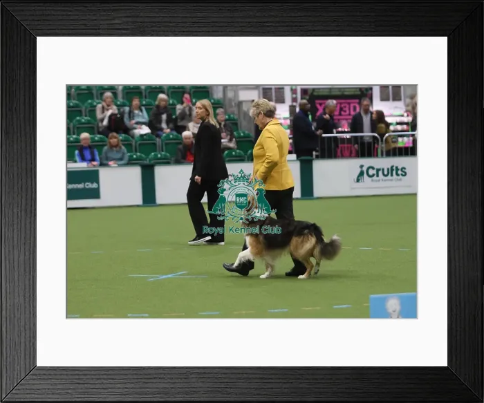 Framed Print : Dog Obedience Championship Competitor - Crufts 2026 Dog Obedience Championship Competitor - Crufts 2026 Framed Print : Dog Obedience Championship Competitor - Crufts 2026 Dog Obedience Championship Competitor - Crufts 2026