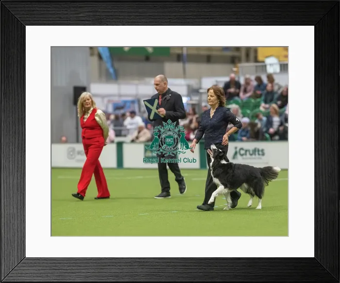 Framed Print : Championship Dog Obedience - 2nd Place, Crufts 2026 Championship Dog Obedience - 2nd Place, Crufts 2026