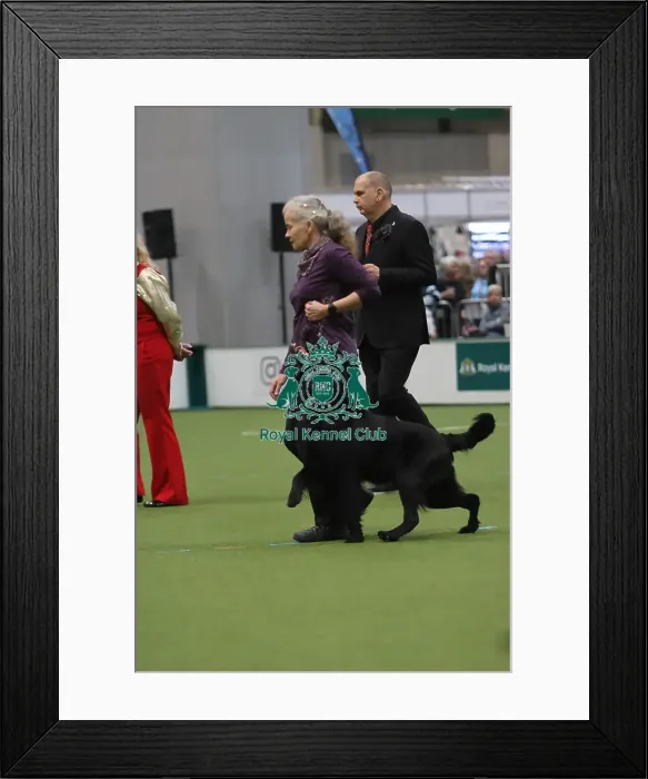 Framed Print : Dog Obedience Championships - Crufts 2026