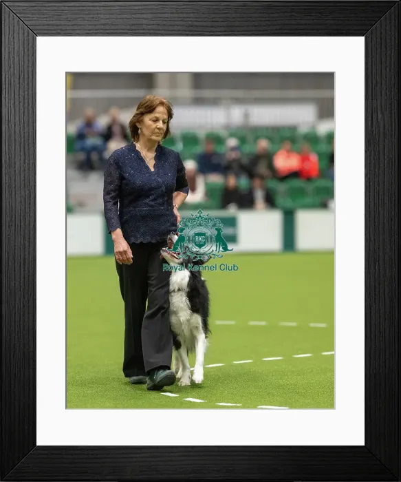 Framed Print : Championship Dog Obedience - 2nd Place, Crufts 2026 Championship Dog Obedience - 2nd Place, Crufts 2026