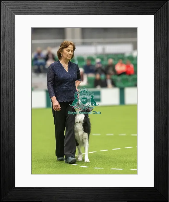Framed Print : Championship Dog Obedience - 2nd Place, Crufts 2026 Championship Dog Obedience - 2nd Place, Crufts 2026