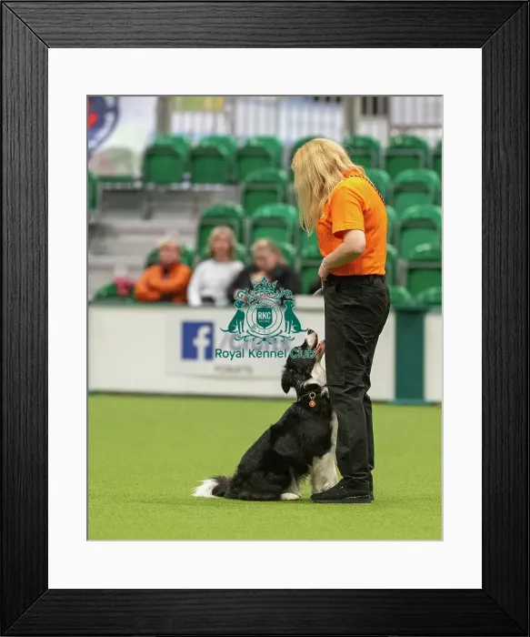 Framed Print : Obedience Novice 1 - Joanne Woodhead & Eddie (Northern), Crufts 2026 Obedience Novice 1 - Joanne Woodhead & Eddie (Northern), Crufts 2026 Framed Print : Obedience Novice 1 - Joanne Woodhead & Eddie (Northern), Crufts 2026 Obedience Novice 1 - Joanne Woodhead & Eddie (Northern), Crufts 2026
