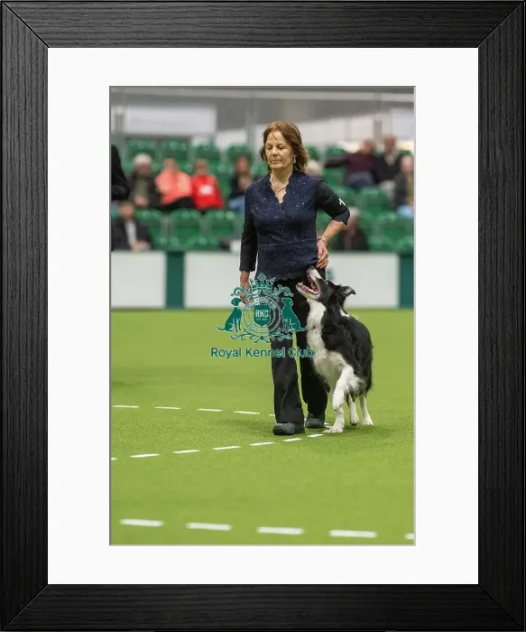 Framed Print : Championship Dog Obedience - 2nd Place, Crufts 2026 Championship Dog Obedience - 2nd Place, Crufts 2026