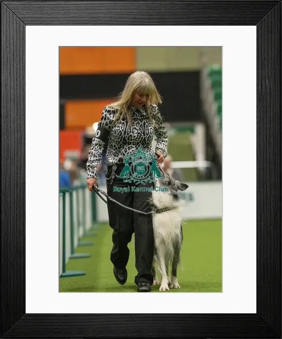 Framed Print : Championship Dog Obedience - 1st Place, Crufts 2026 Championship Dog Obedience - 1st Place, Crufts 2026