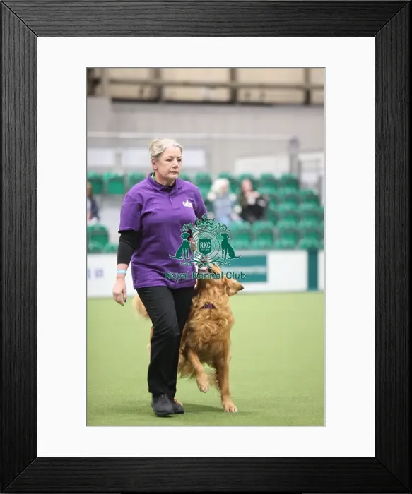 Framed Print : Inter Regional Obedience Competition - Class A2, Crufts 2026 Inter Regional Obedience Competition - Class A2, Crufts 2026 Framed Print : Inter Regional Obedience Competition - Class A2, Crufts 2026 Inter Regional Obedience Competition - Class A2, Crufts 2026
