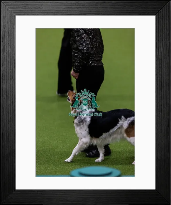 Framed Print : Obedience Championships (Bitches) - Crufts 2026 Framed Print : Obedience Championships (Bitches) - Crufts 2026