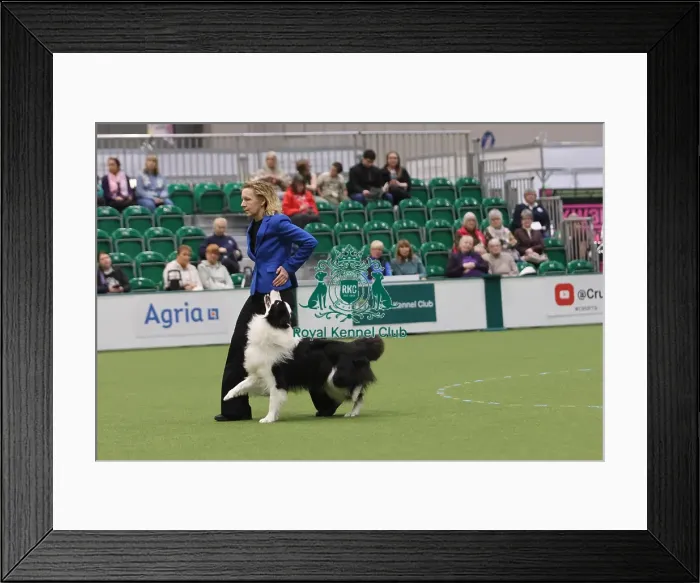 Framed Print : Dog Obedience Championship Competitor - Crufts 2026 Dog Obedience Championship Competitor - Crufts 2026