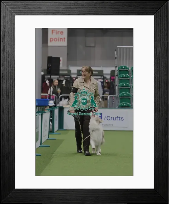 Framed Print : Dog Obedience Championships Parade - Michelle Richmond & Ob Ch Caldonbeck Perfect Storm, Crufts 2026 Dog Obedience Championships Parade Framed Print : Dog Obedience Championships Parade - Michelle Richmond & Ob Ch Caldonbeck Perfect Storm, Crufts 2026 Dog Obedience Championships Parade