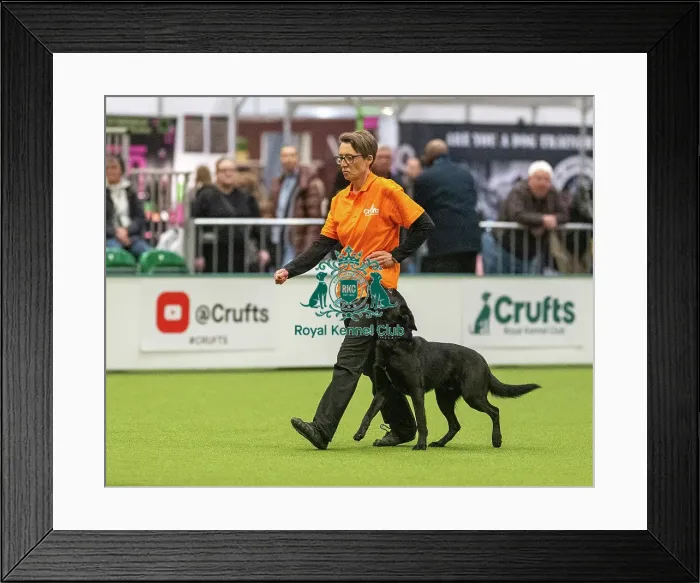Framed Print : Obedience Class A - Julie Rumsey & Smuggler (Northern), Crufts 2026 Obedience Class A - Julie Rumsey & Smuggler (Northern), Crufts 2026
