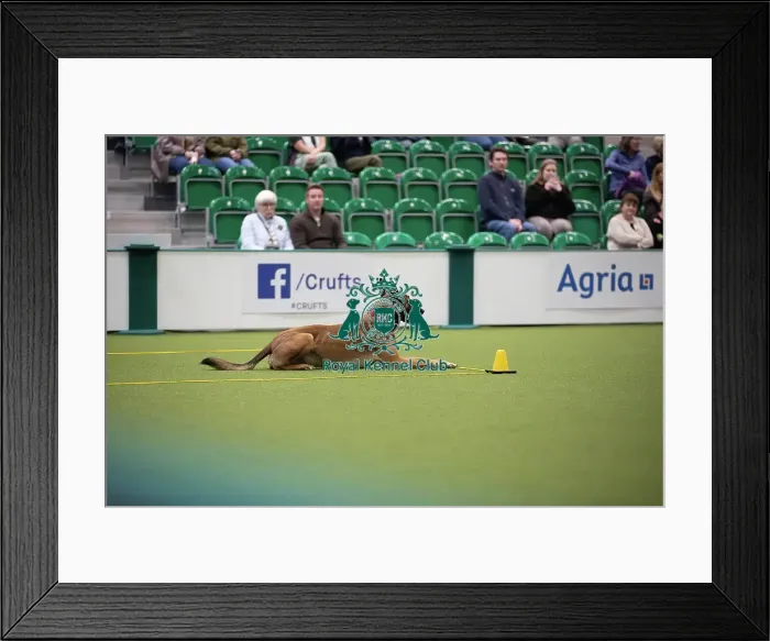 Framed Print : Kate Bartrum and dog Rey- FCI Obedience Display Framed Print : Kate Bartrum and dog Rey- FCI Obedience Display