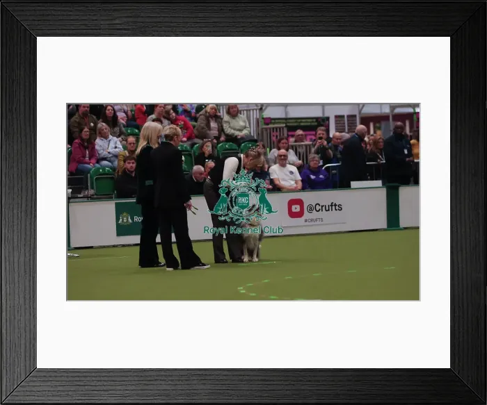 Framed Print : Crufts Obedience Championship Bitches Sunday 8th March 2026 Framed Print : Crufts Obedience Championship Bitches Sunday 8th March 2026